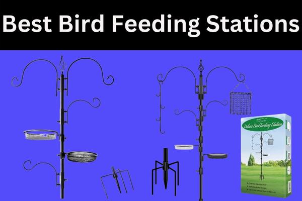 Best Bird Feeding Stations for Your Backyard