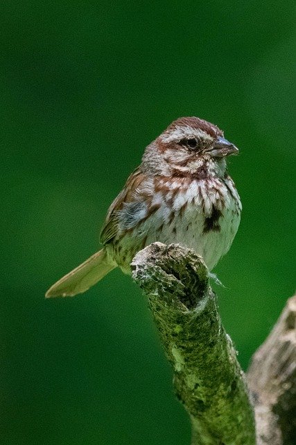 Interesting facts about song sparrows