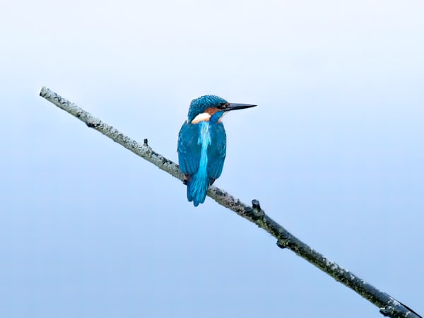 5 Types of Blue Birds in North America