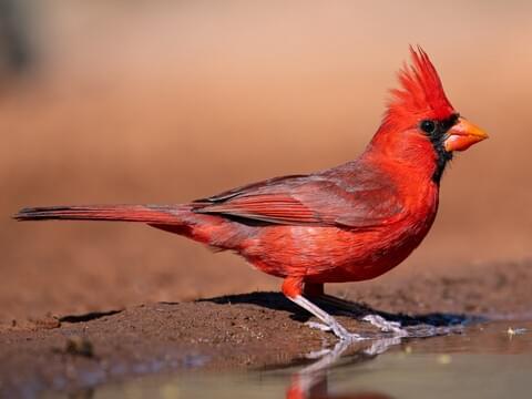 What Does Seeing A Red Bird Mean And How Important They Are For The Environment?