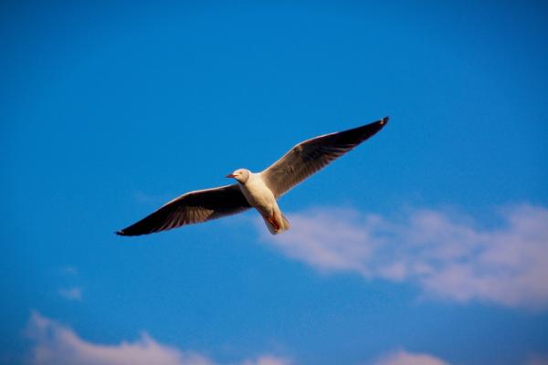 Largest Wingspan Bird: The Ultimate Guide – Chipper Birds