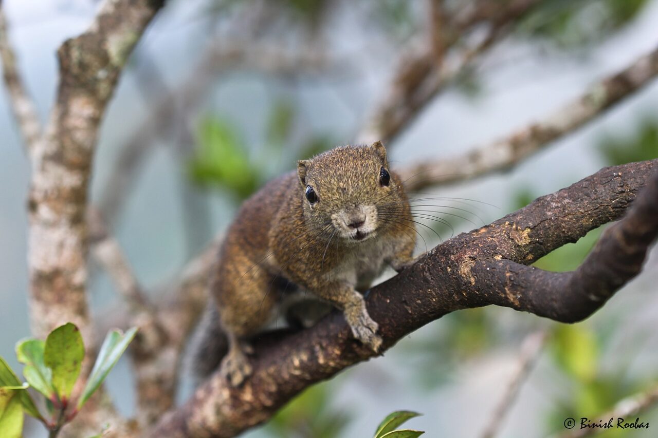 Do Squirrels Eat Birds? Here’s the Mind-Blowing Truth