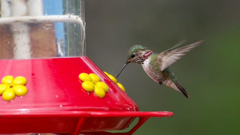 10+ Best Hummingbird Feeders Reviews (2022) – Chipper Birds