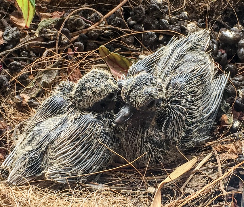 Baby Mourning Doves: What you need to know (With Pictures)