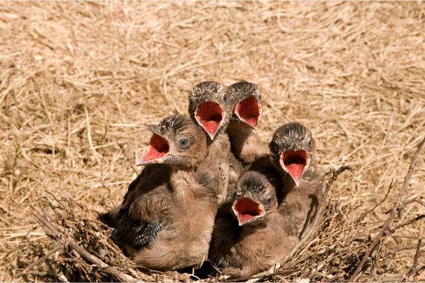 Blue Jay Nesting Habits (Behavior, Location & Eggs)