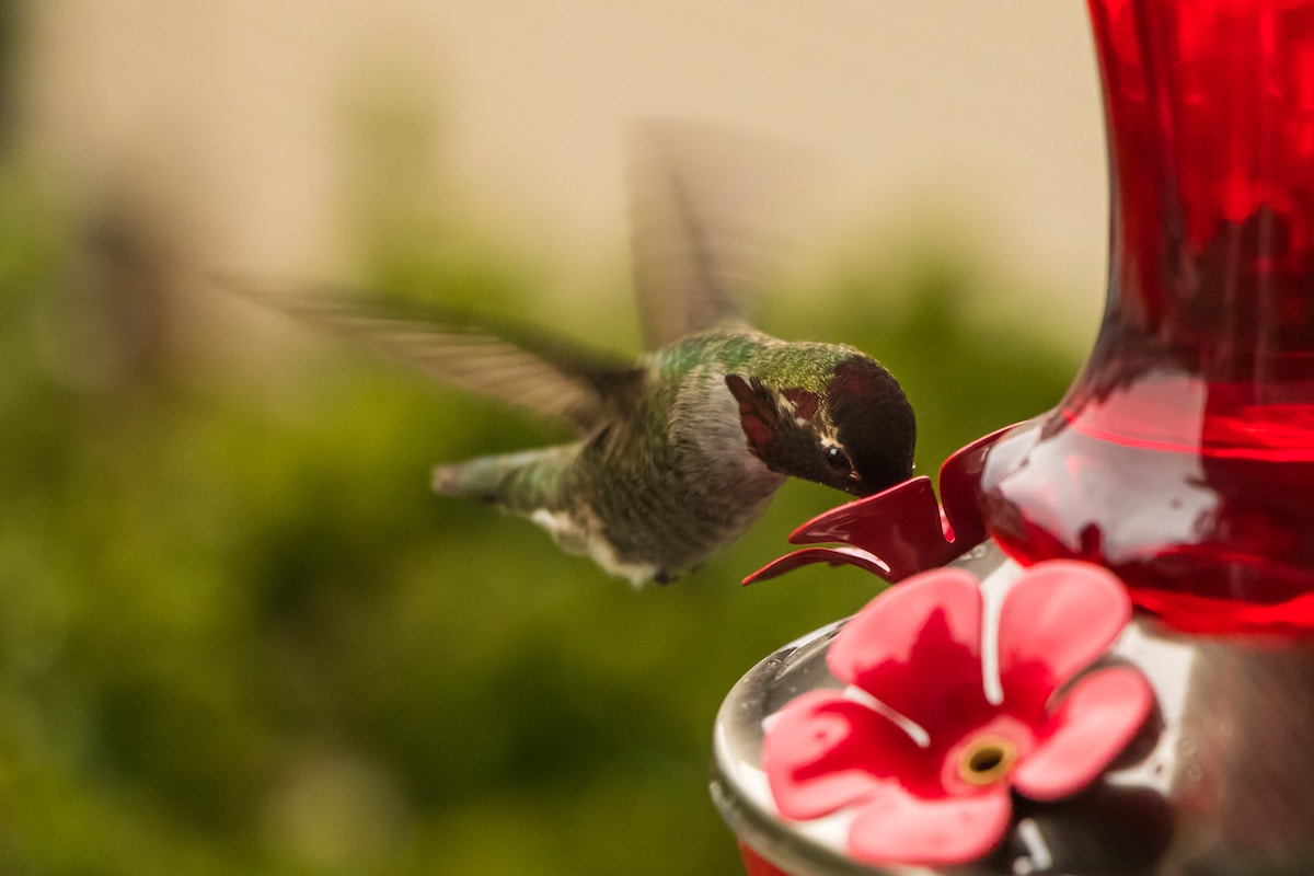 Hummingbird Nectar: Keeping it Healthy and Fresh