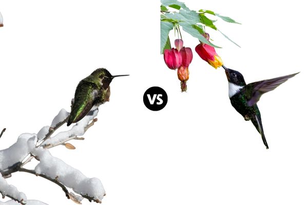 Where Do Hummingbirds Go In The Winter?