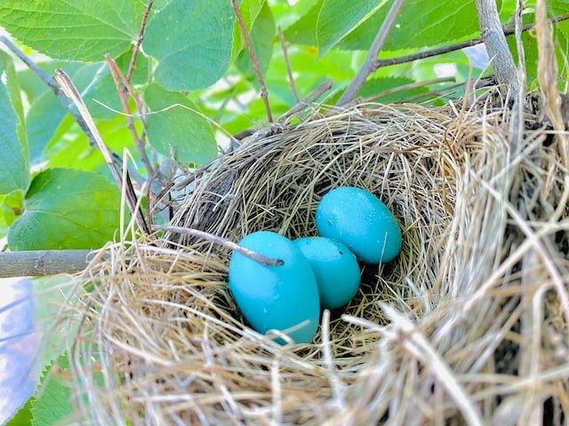 Do Birds Lay Eggs All Year? (THIS WILL SURPRISE YOU!)