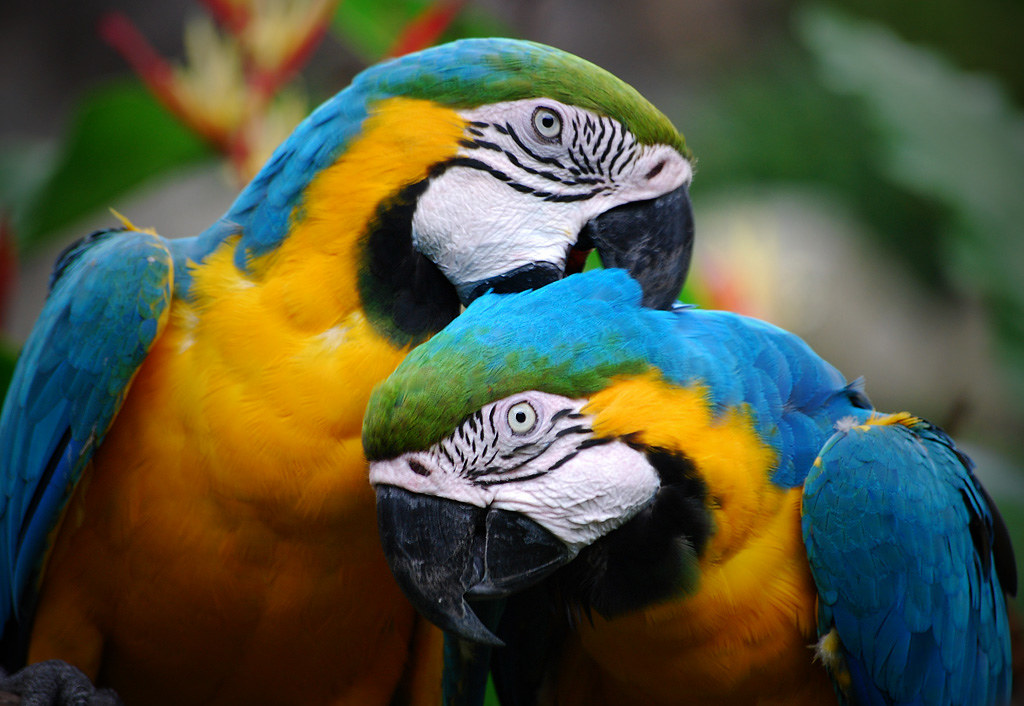 How Long Do Parrots Live? Can parrots live 100 years?