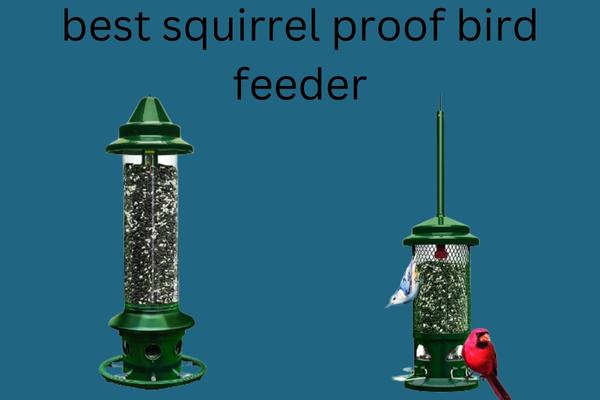 Best Squirrel Proof Bird Feeder to Keep Your Birds Safe