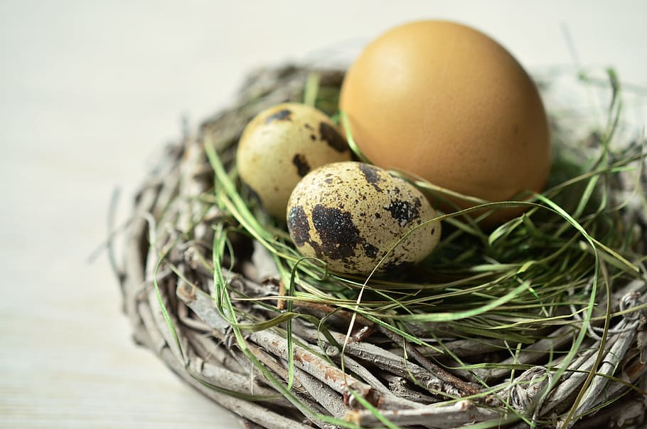 Bird Egg Identification: Learn How to Identify Bird Eggs