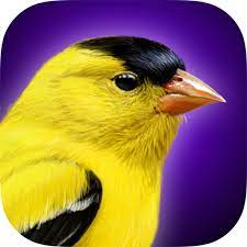 Bird Identification Apps: Quick Comparison