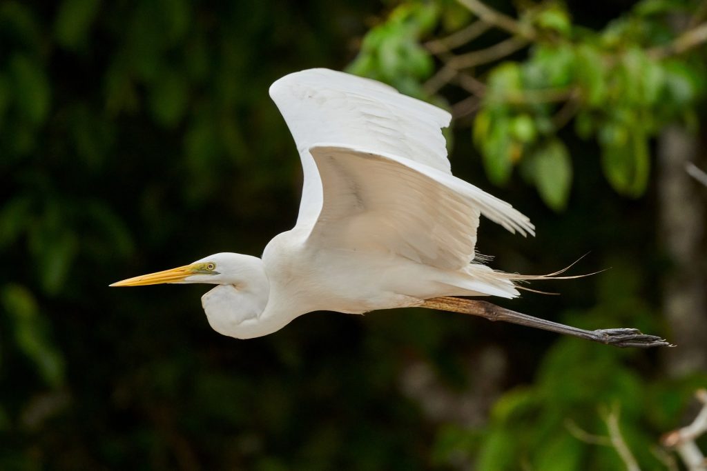 White Birds in Florida with Long Beaks