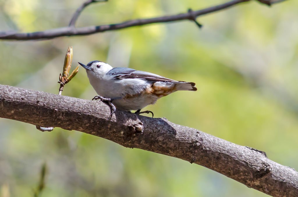 Introducing the Nuthatch bird