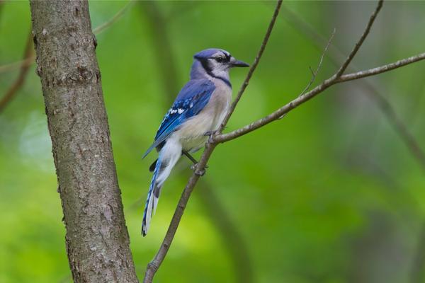 Do Blue Jays Migrate? (Yes & No – Here’s Why!)