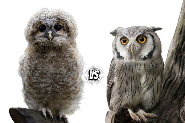 The Mysterious Call of the Owl: Why Do Owls Hoot?