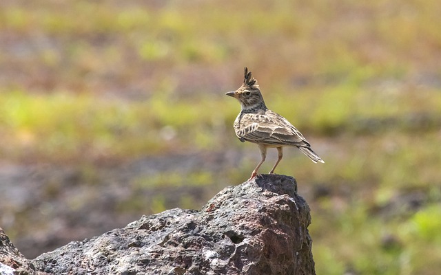 Skylark Bird: A Detailed Guide – Chipper Birds