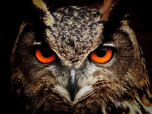 Facts About Owls: 15 Fun & Interesting Facts About Owls