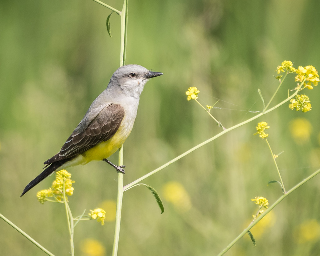 30 MOST Common Missouri Birds! [2023]