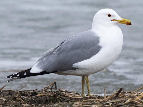 The California gull | Utah State Bird | Chipper Birds