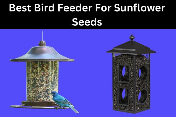 Best Bird Feeder for Sunflower Seeds