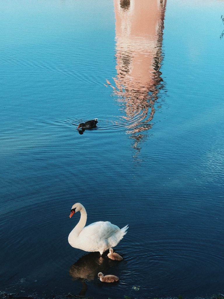 Why Swans are the Epitome of Beauty