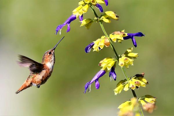 Hummingbirds: The Timing of Their Arrival – Chipper Birds