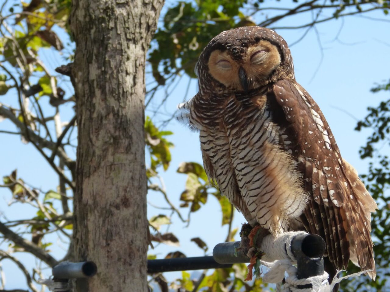 How Do Owls Sleep & Where Do They Sleep? [2023]