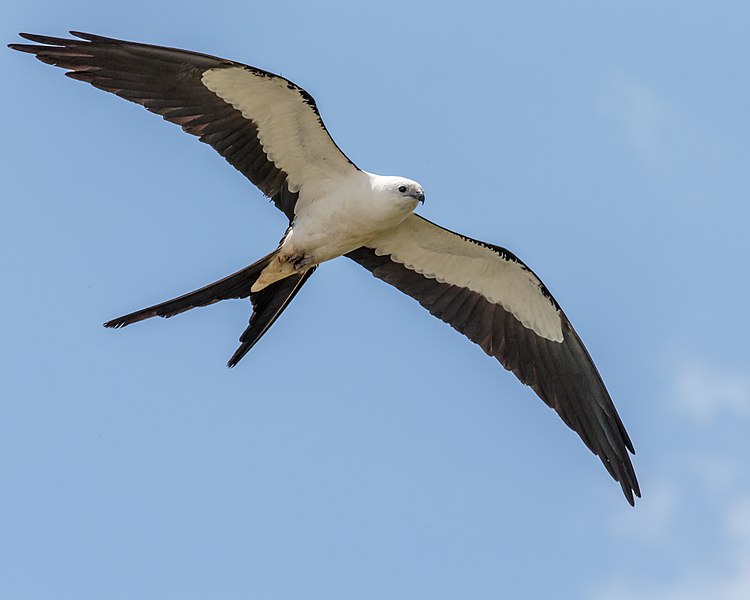 Swallowtail Bird: The Amazing Raptor That Seeks Your Attention More Than Your Wife! – Chipper Birds