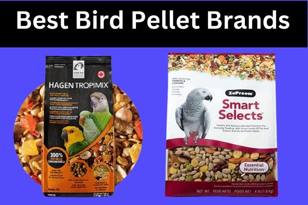 Best Bird Pellet Brands For A Happy And Healthy Bird