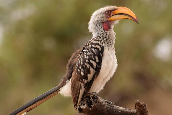 77 STUNNING Birds With Orange Beaks