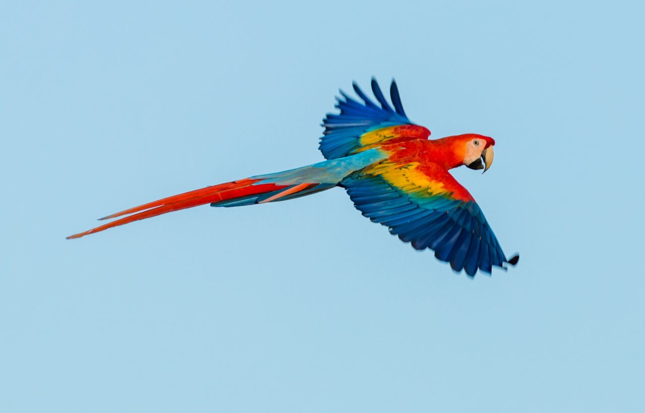 16 Fun Facts About Parrots