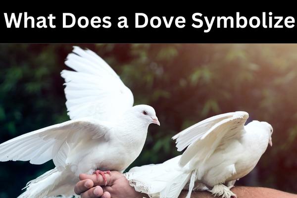 From Peace to Love: What Does a Dove Symbolize? Chipper Birds