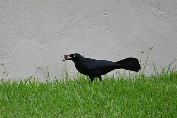 What Do Crows Eat? A Fascinating Look into Their Diet