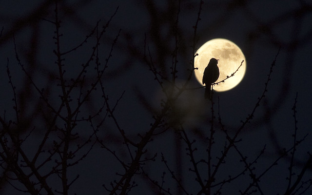 Which Birds Come Out At Night? Must Know Facts About Nocturnal Birds