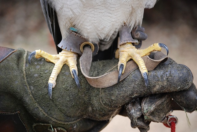 What You Need to Know About Bird Talon? – Chipper Birds