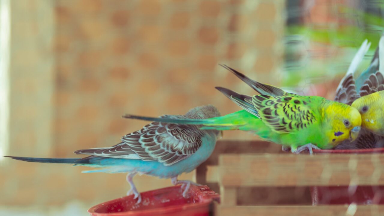 Can Budgies Eat Bananas? What You Need to Know!