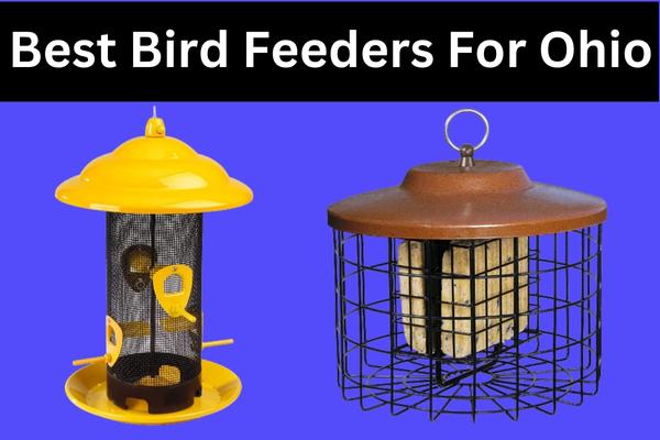 Best Bird Feeders for Ohio – Attracting Wild Birds