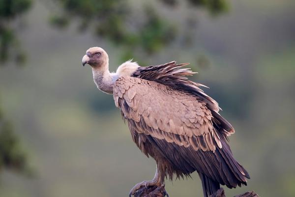 2 Types of Vultures in Florida (May 2023)