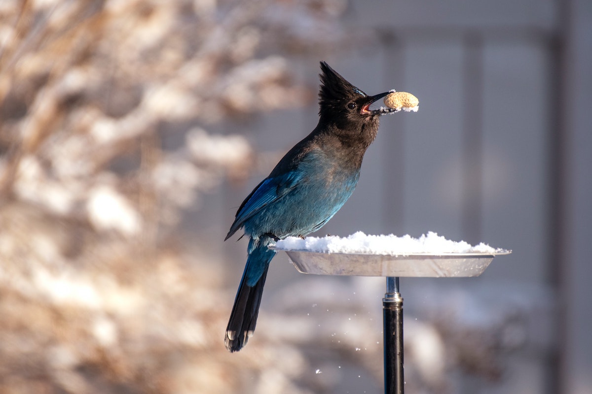 Best Bird Feeder Pole: May 2023