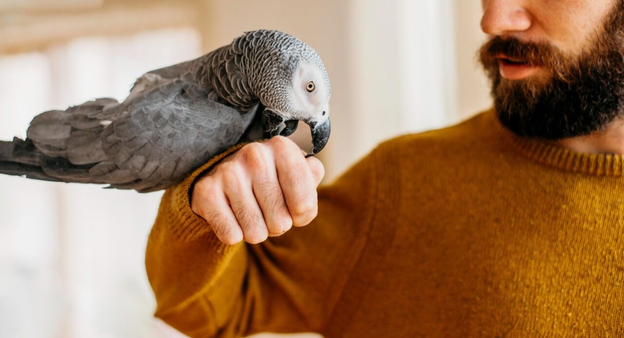 Best Pellet Food for African Grey Parrot [May 2023]