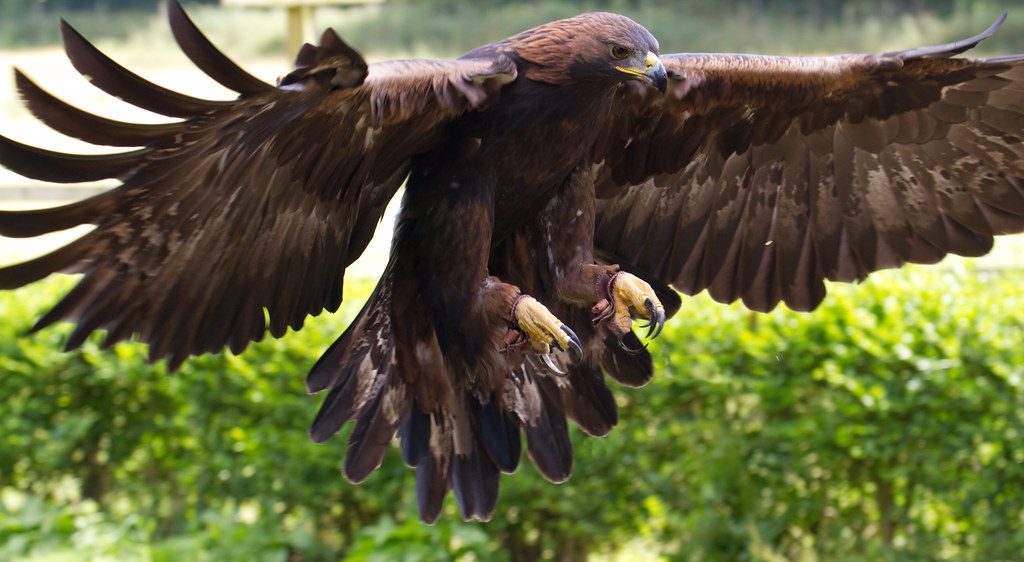 Florida Birds Of Prey: 26 Birds Of Prey In Florida To Watch