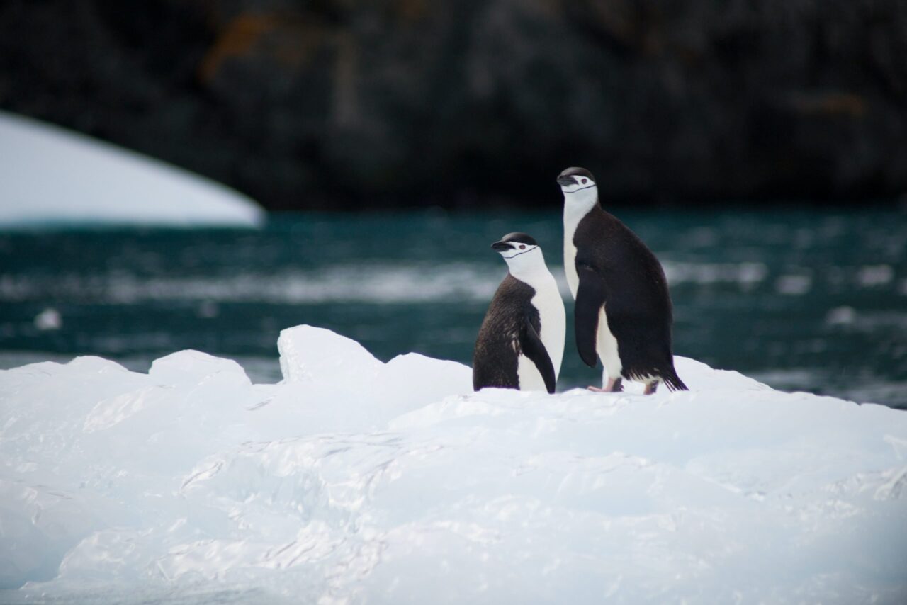 30 Arctic Birds and Seabirds (2023 EDITION)