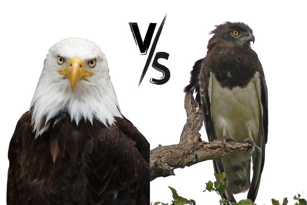 Eagles VS Hawks: The Key Differences And Who Wins?